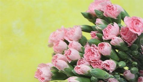 十朵粉色花代表什么？粉色花的花语有哪些？