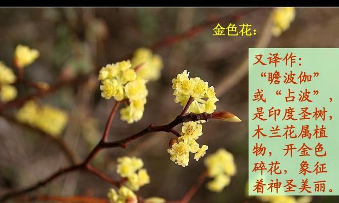 金色花项链代表什么？金色花卉在饰品中的含义是什么？