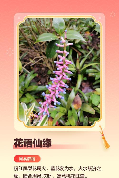 哪些花象征着爱情和福气？