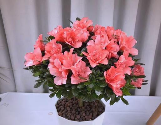 春节适合摆放哪种花？春节花卉的寓意有哪些？