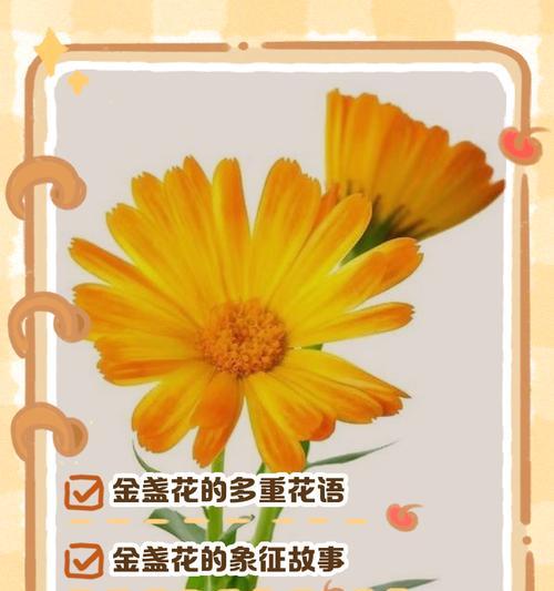 哪些花寓意健康？健康花语有哪些特别含义？