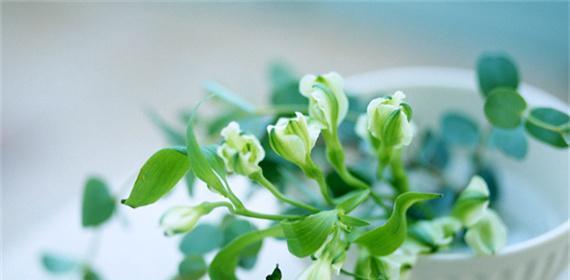 黄色树叶手捧花的寓意是什么？它代表了什么？