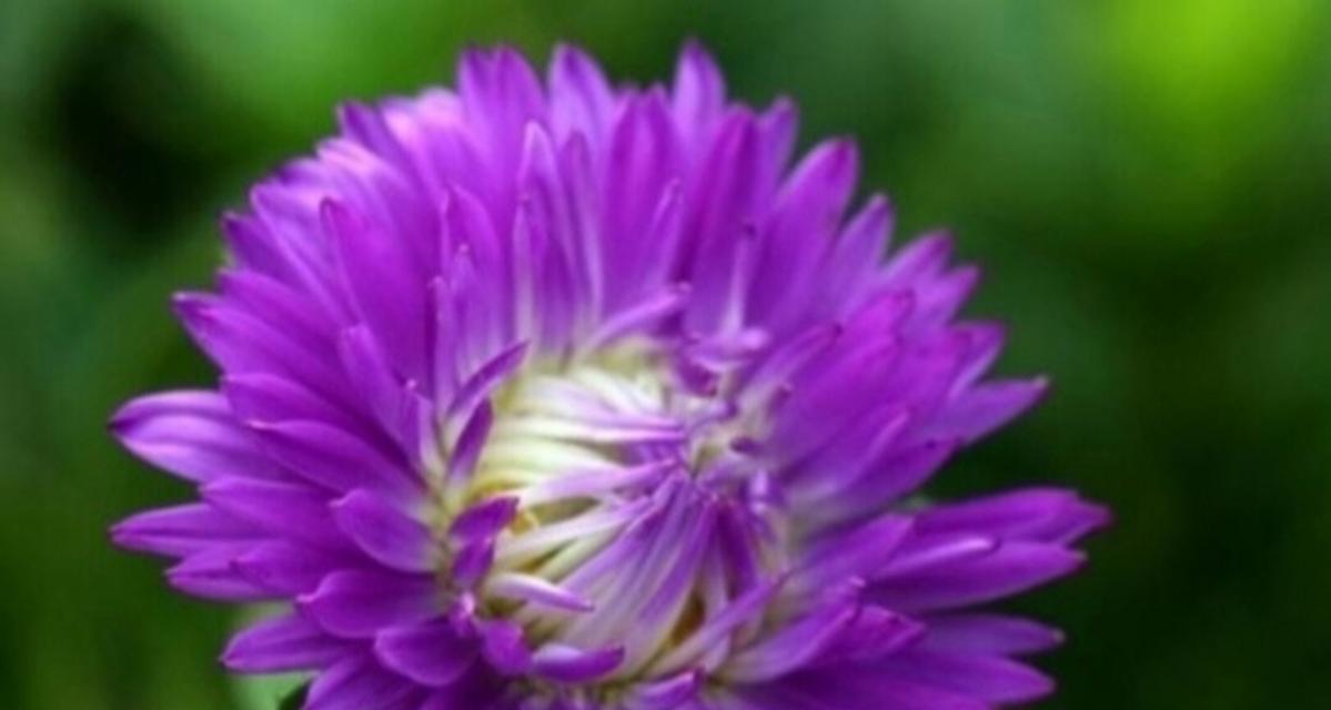 紫色花象征爱情吗？哪种花是爱情的代表？
