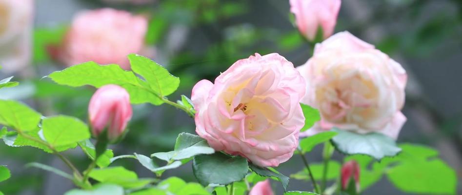 粉色蔷薇花代表什么？粉色蔷薇的花语是什么？