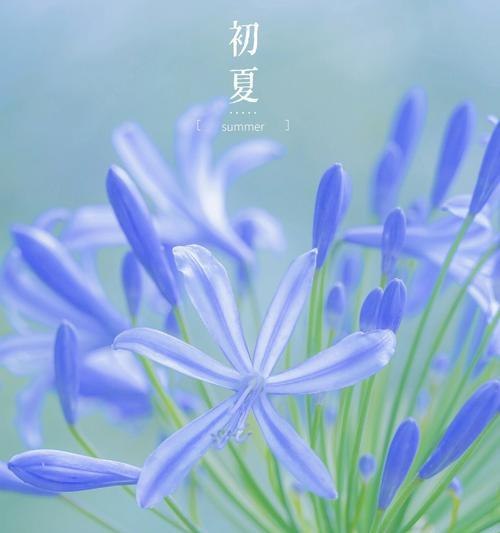 哪种花最能象征美好的爱情？