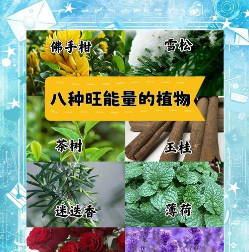 什么植物或花寓意爱情？如何选择寓意爱情的植物或花？