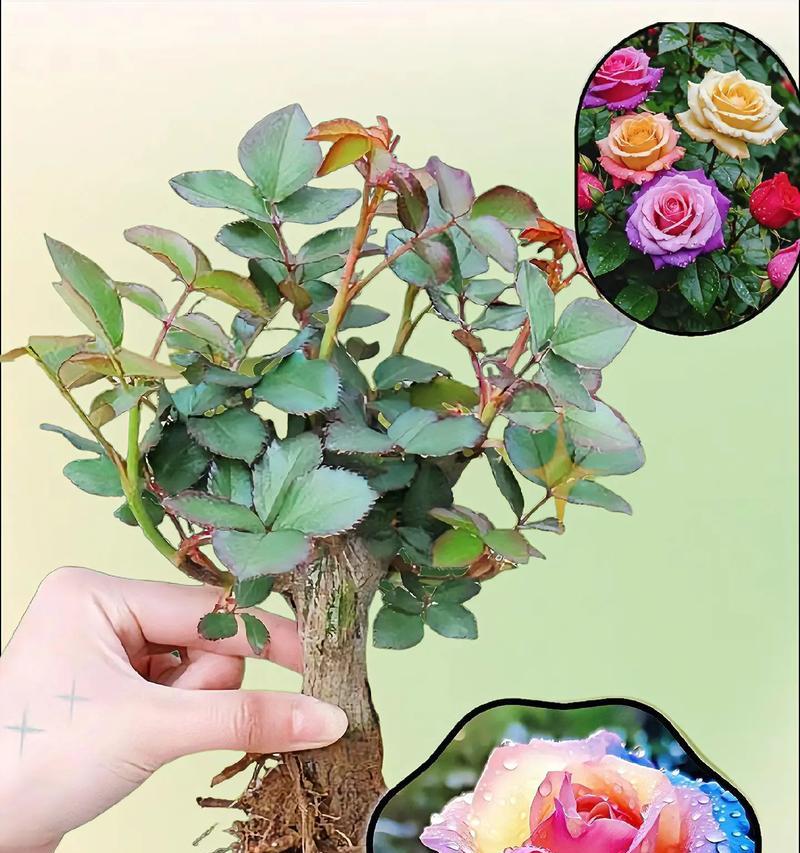 绛色玫瑰代表了什么？它的花语有哪些特别之处？