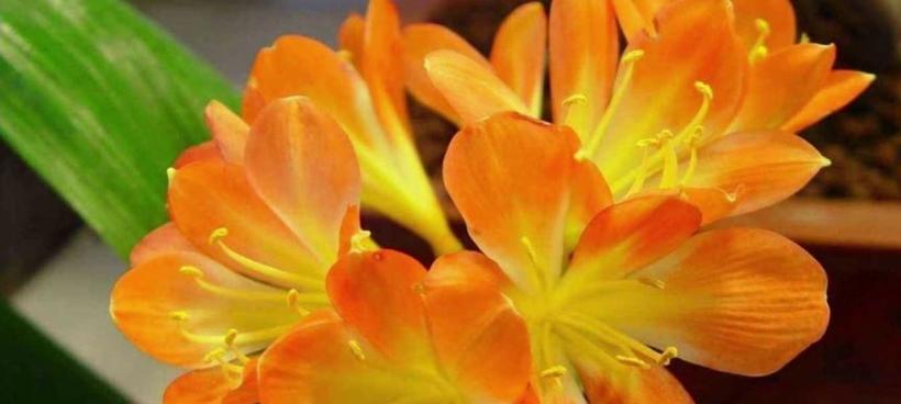 寓意保平安的花有哪些？它们各自代表什么？