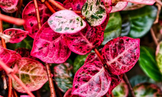 红色招牌代表了哪种花？这种花的寓意是什么？