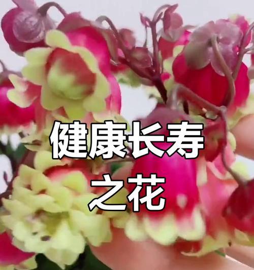 哪种花寓意着凝聚祝福？它们通常用于什么场合？