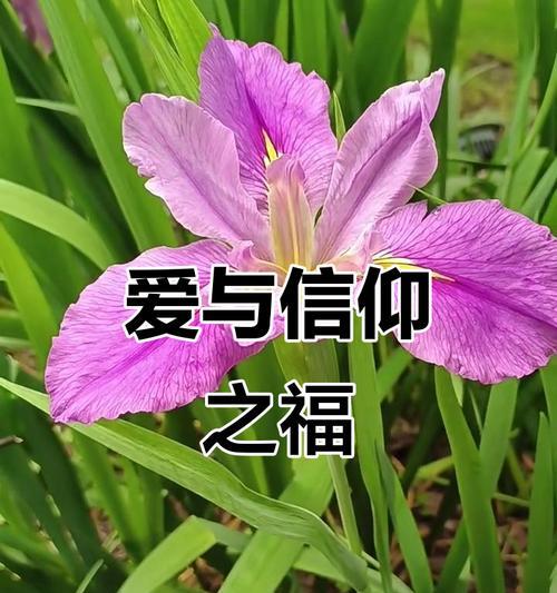 哪种花寓意着凝聚祝福？它们通常用于什么场合？