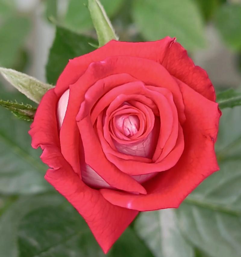 6月开的哪种花象征爱情？它的花语是什么？
