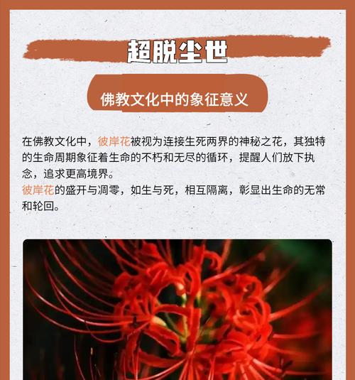 黄色彼岸花的含义和花语是什么？