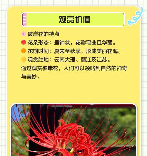 黄色彼岸花的含义和花语是什么？