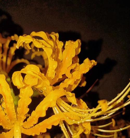 黄色彼岸花的含义和花语是什么？