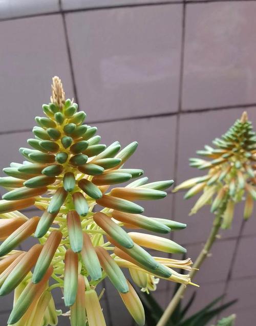 金色仿真花材通常寓意着什么？