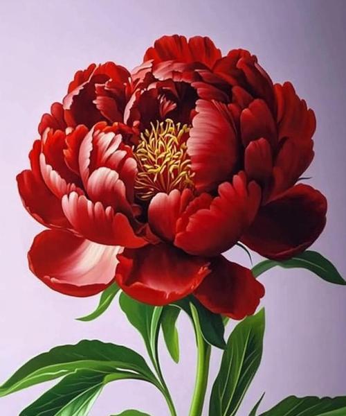 哪些花寓意着吉祥如意？