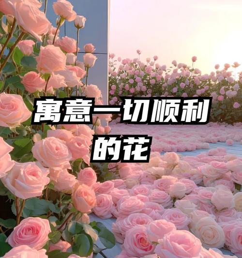 白色玫瑰花送给老公有何寓意？它代表什么？