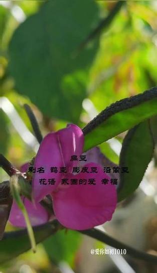 绿色花代表什么意义？绿色花卉的花语有哪些？