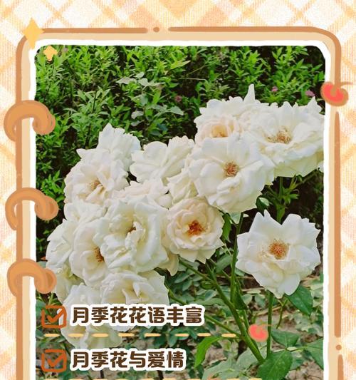 绿色花代表什么意义？绿色花卉的花语有哪些？