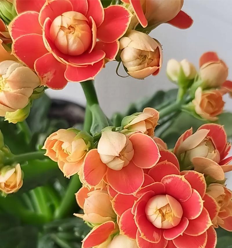 玫红色长寿花寓意着什么？