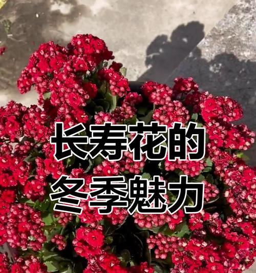玫红色长寿花寓意着什么？