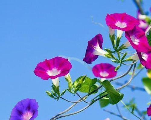 哪种花象征向往的爱情？它如何表达爱慕之情？