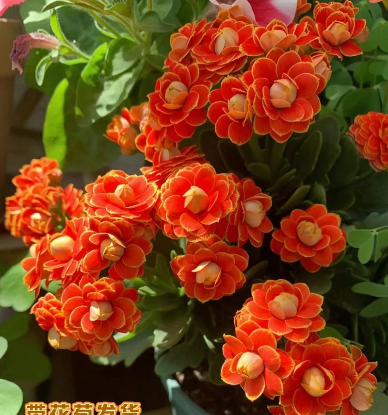 古代长寿花有哪些？它们的寓意是什么？