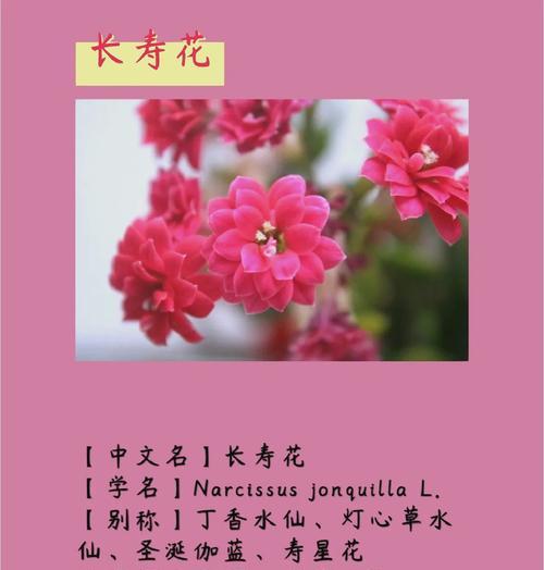 古代长寿花有哪些？它们的寓意是什么？