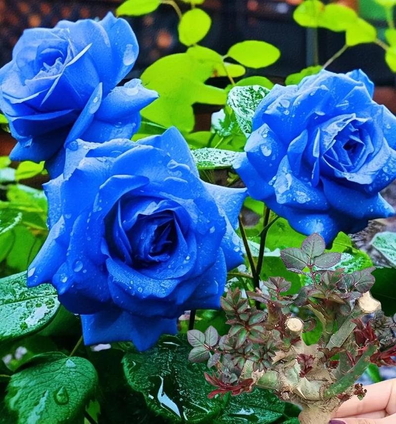 哪种蓝色的花象征希望？蓝色花中代表希望的是哪一种？