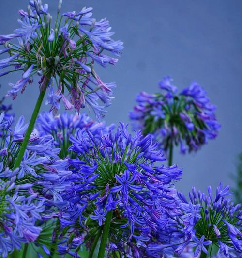 哪种蓝色的花象征希望？蓝色花中代表希望的是哪一种？