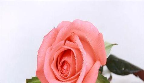23朵粉色玫瑰代表什么？粉色玫瑰花语详解？