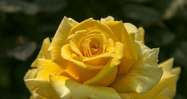 黄色玫瑰花代表什么？送黄色玫瑰花有何深层含义？