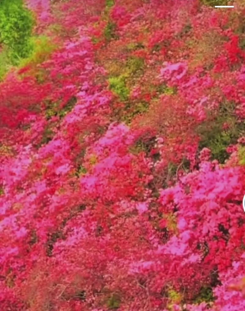 杜鹃花的寓意是什么颜色？杜鹃花有哪些颜色？