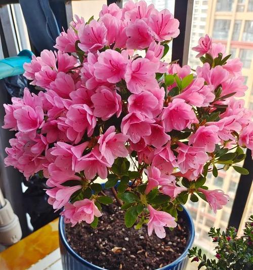 杜鹃花的寓意是什么颜色？杜鹃花有哪些颜色？