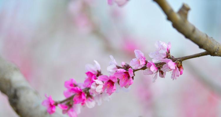 十二花神中哪些花寓意爱情？它们分别代表什么？