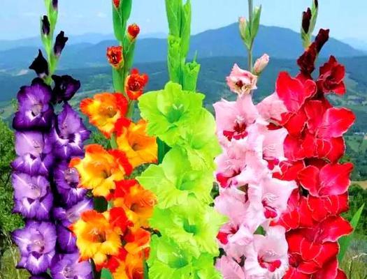 花的头像绿色代表什么含义？绿色在花语中通常象征着什么？