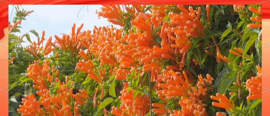 春节有哪些象征意义的花？春节的花语是什么？