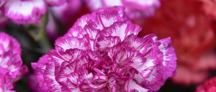 春节有哪些象征意义的花？春节的花语是什么？