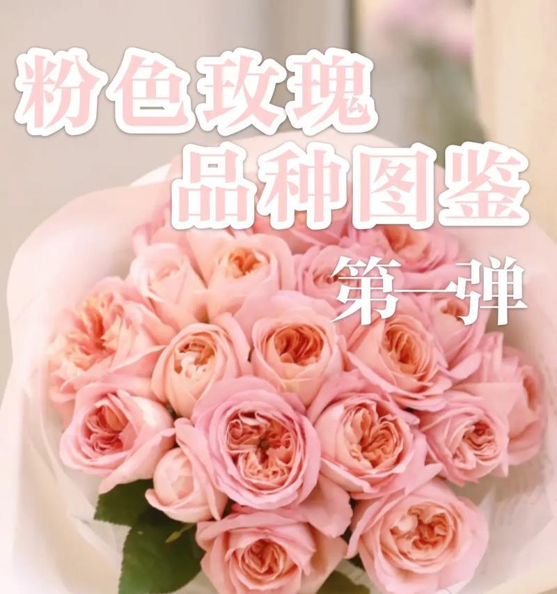 粉色的玫瑰花什么寓意啊？