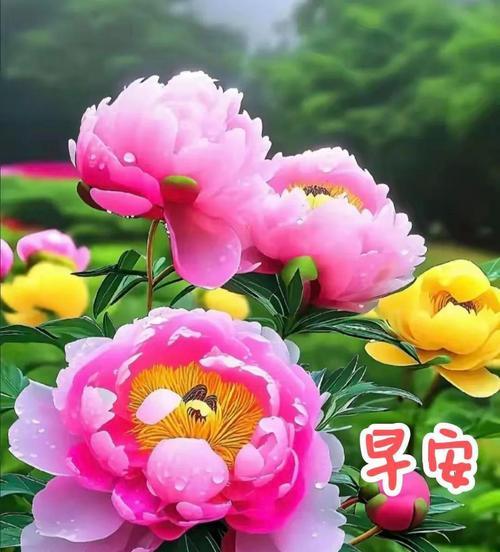 哪些花寓意对朋友的祝福？
