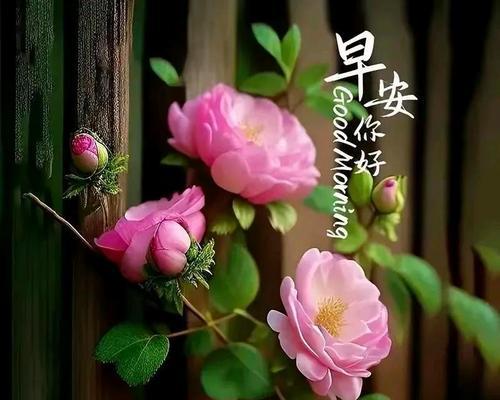 哪些花寓意对朋友的祝福？