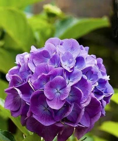 紫色花的寓意是什么？它们象征着什么？