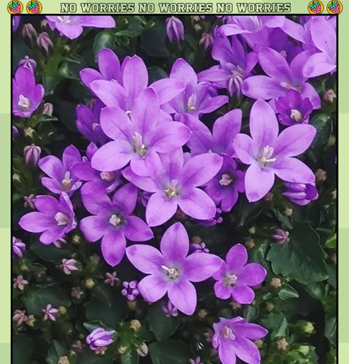 紫色花的寓意是什么？它们象征着什么？