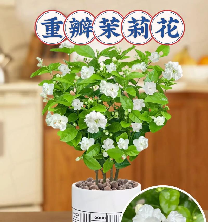 重大场合播放茉莉花的意义是什么？茉莉花在重大场合的寓意是什么？