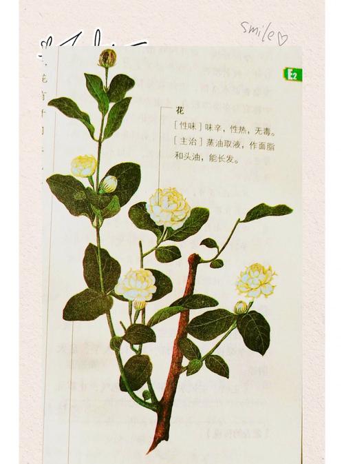 重大场合播放茉莉花的意义是什么？茉莉花在重大场合的寓意是什么？