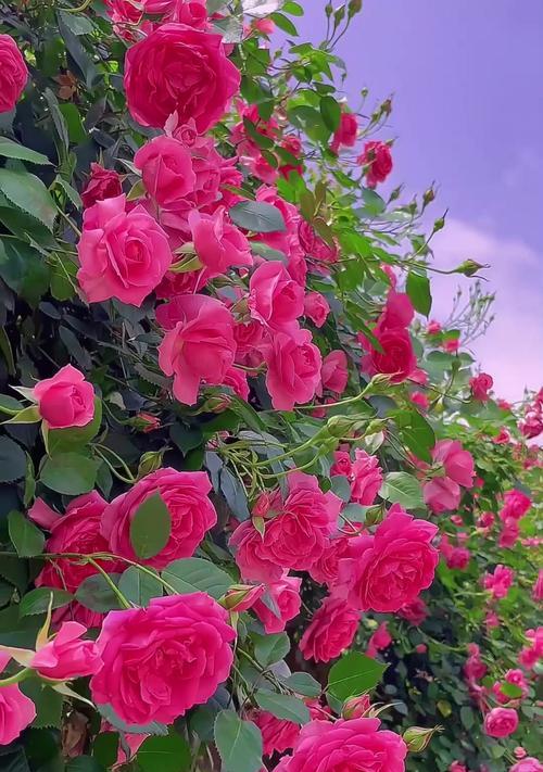 哪种花象征快乐自由幸福？这些花的寓意是什么？