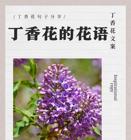 哪种花象征爱情的思念？思念爱情的花有哪些？