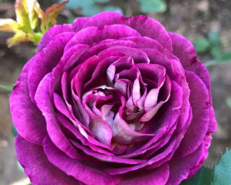 紫色花中哪一种最伤感？伤感的紫色花代表什么？