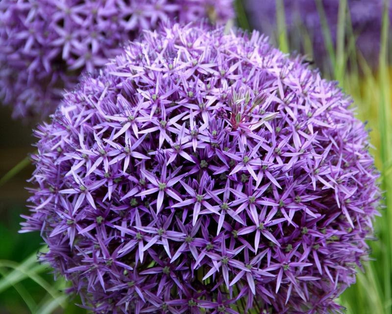 紫色花中哪一种最伤感？伤感的紫色花代表什么？